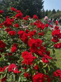 Summer dreams in bloom at Insel Mainau 