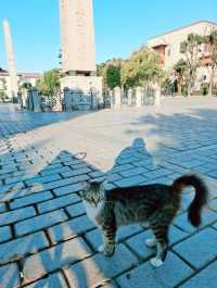 伊斯坦堡轉機遊🇹🇷不可錯過的藍色清真寺