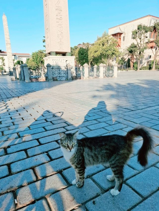 伊斯坦堡轉機遊🇹🇷不可錯過的藍色清真寺