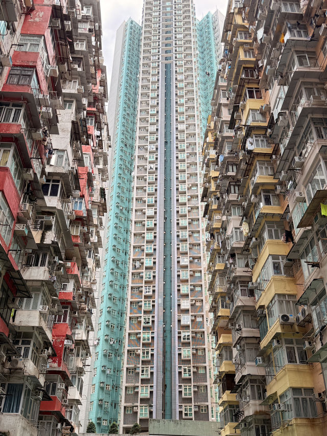 A Concrete Jungle Like No Other