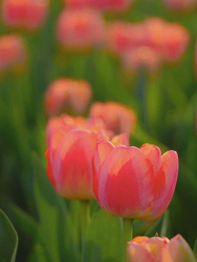 🌷Blooming tulips brighten up 