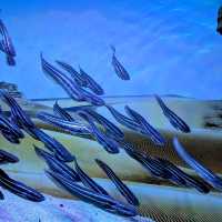 Aquarium adventure 
