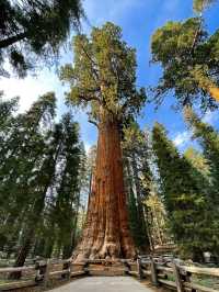 In the world, the rare plant landscape of towering and spectacular redwood forests.