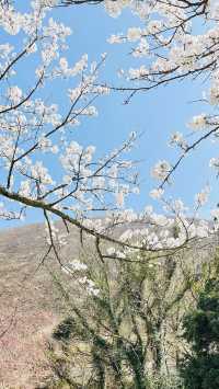 Come to Shizuoka to see cherry blossoms!