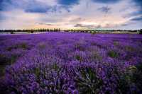 Provence | Lavender Field Travel Guide