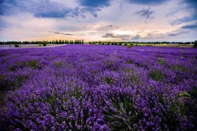 Provence | Lavender Field Travel Guide