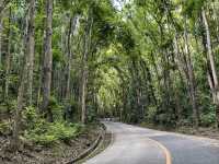 Enchanting Man Made Forest in Bohol 🇵🇭