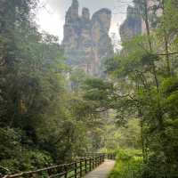 Monkeys in the Misty Forest and Pandora Peaks