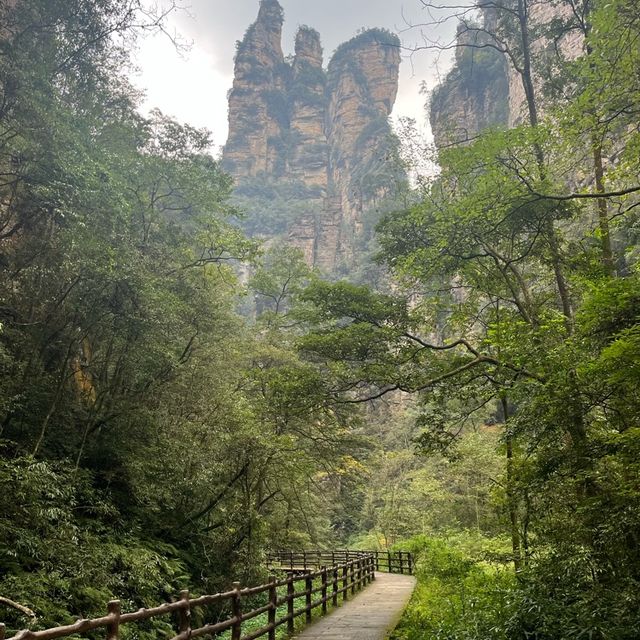 Monkeys in the Misty Forest and Pandora Peaks