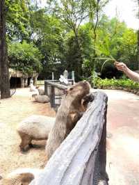 曼谷野生動物世界攻略