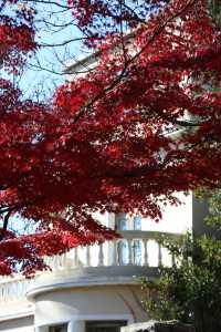 青島八大關異國建築群在色彩斑斕的閃爍下更加奪目迷人