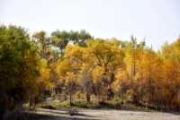 走進塔里木胡楊林，感受深秋的野趣