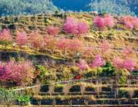 全國唯一以花命名的城市：冬日粉色花海的浪漫