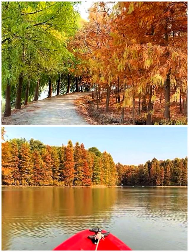這不是川西，是上海海灣森林公園！