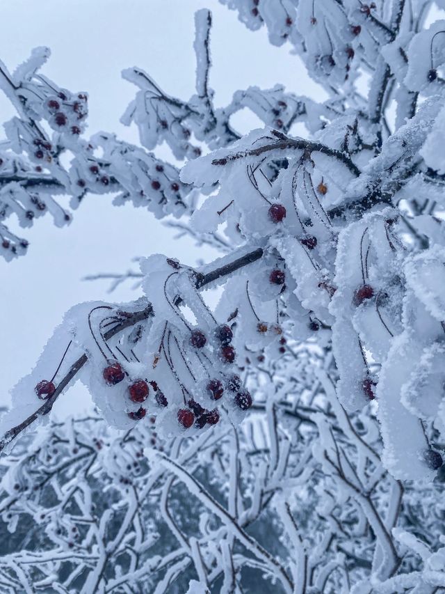 浙江湖州｜龍王山初雪旅遊避坑指南攻略！！！