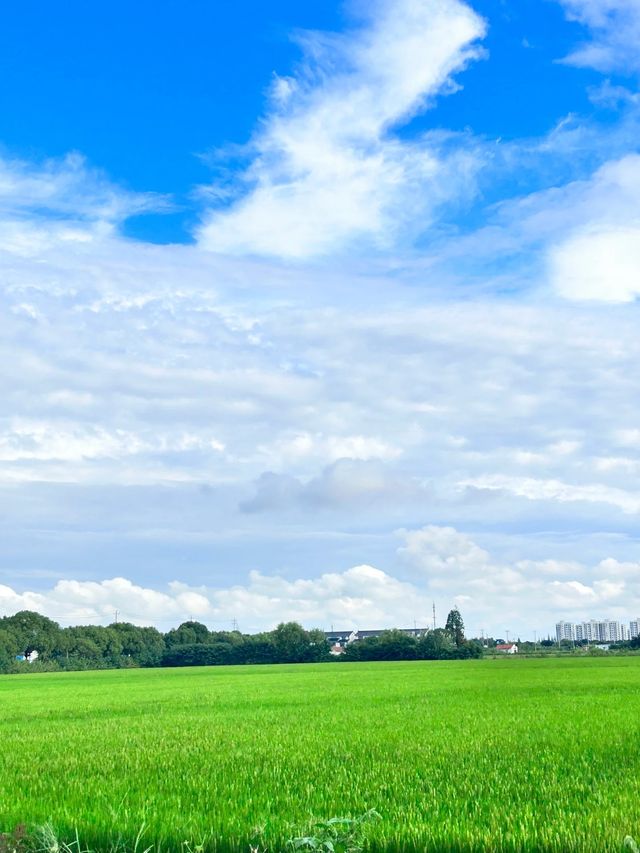 淀山湖和朱家角一日遊