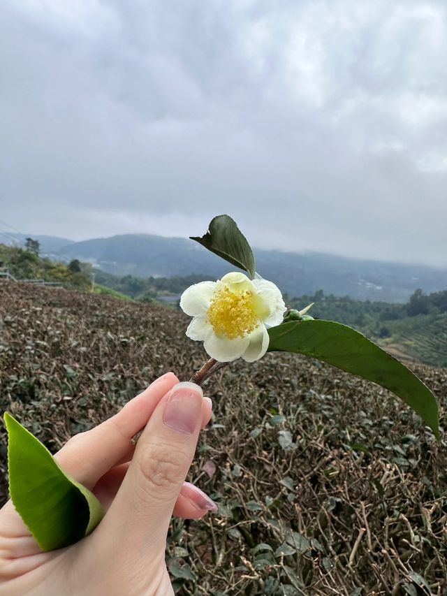 雲南西雙版納旅遊攻略