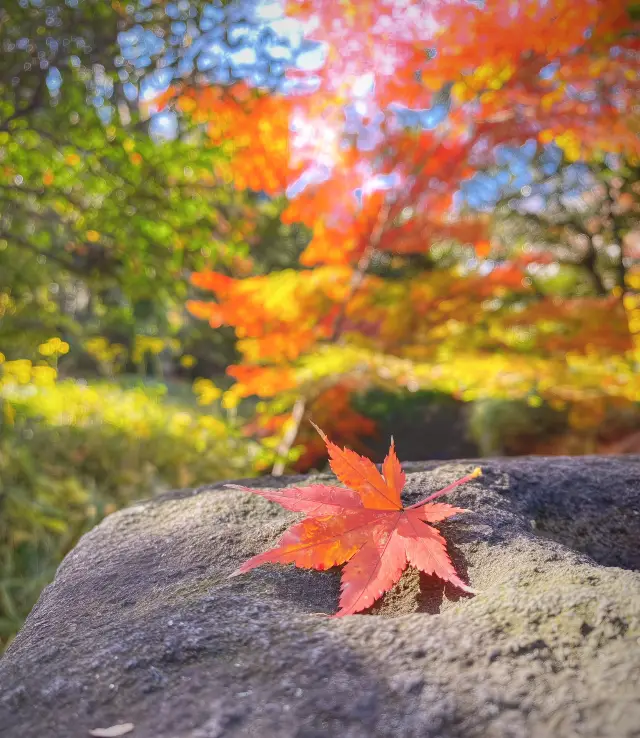 Japan—Hibiya Park, a mix of red leaves and ginkgo