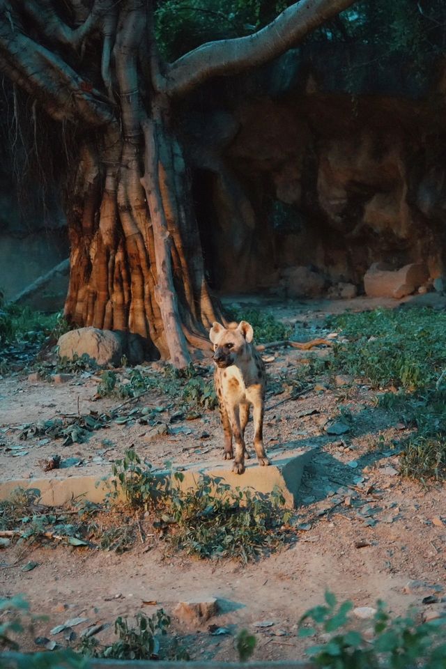 清邁亞洲最大夜間動物園Night Safari