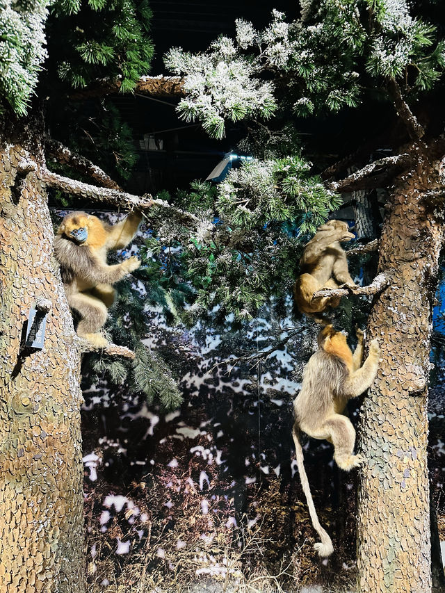 溫州烏岩嶺動物