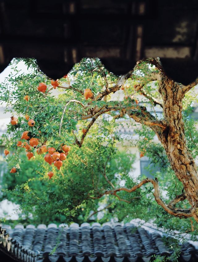 蘇州｜怡園紅石榴，秋天的信號