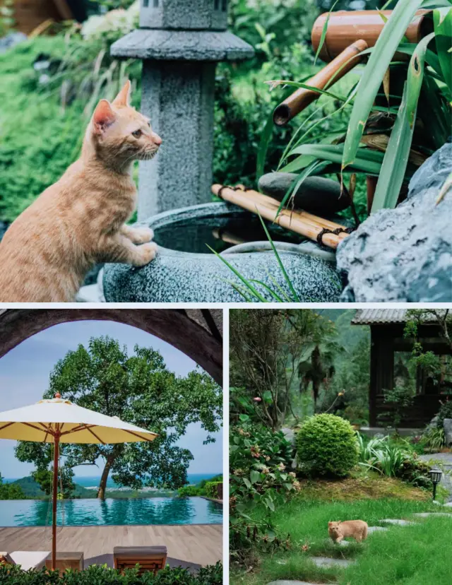 國慶避開人潮，來山裡聽雨喝茶療癒看雲海