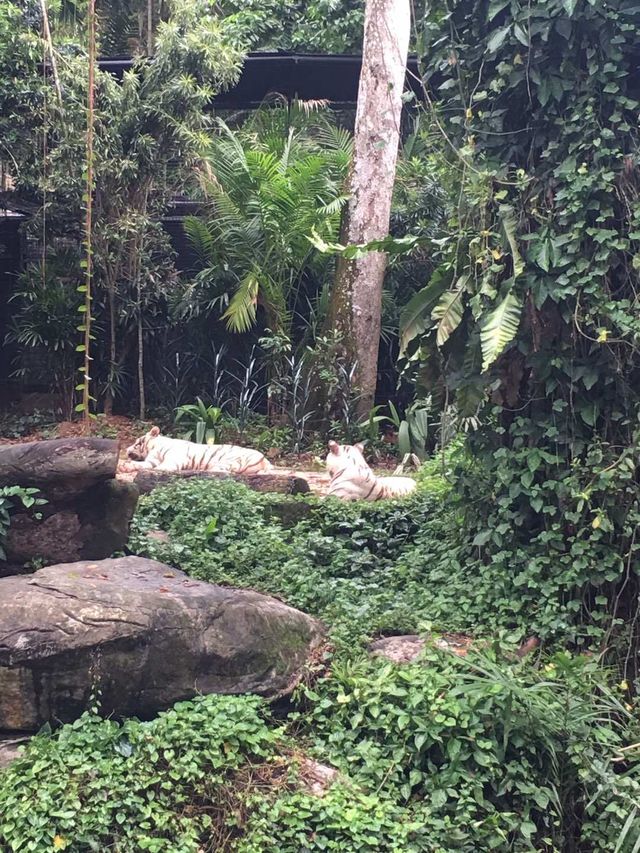 新加坡-新加坡動物園