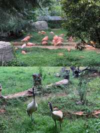 國慶去哪玩？就去雲南野生動物園