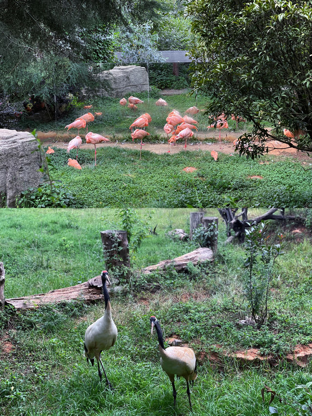 國慶去哪玩？就去雲南野生動物園