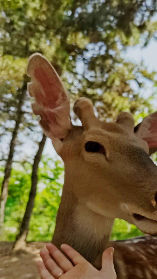 林間漫步，共赴鹿苑之約‖東豐南照山公園