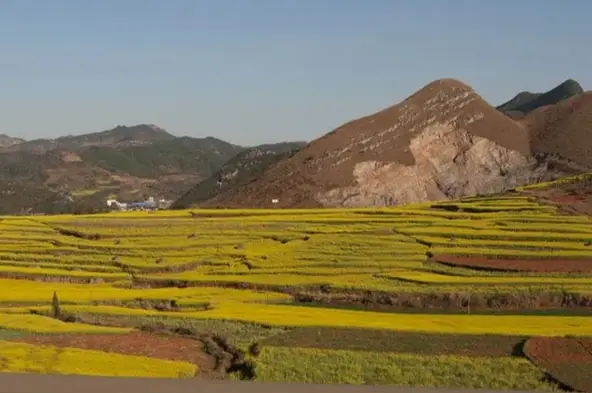 Rapeseed flowers in Luoping, Yunnan
