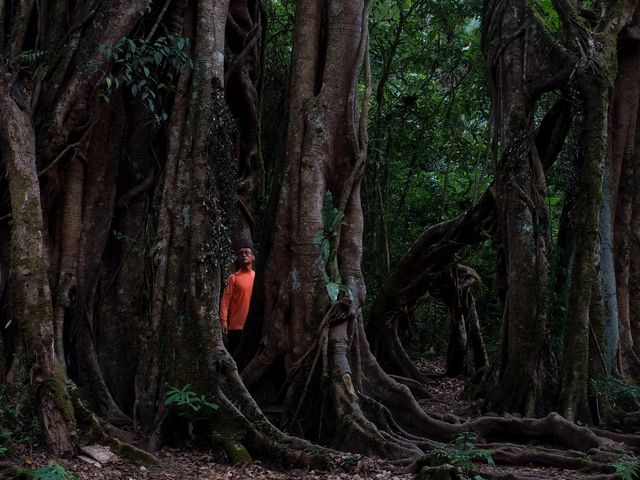 巴厘島植物園主要看樹
