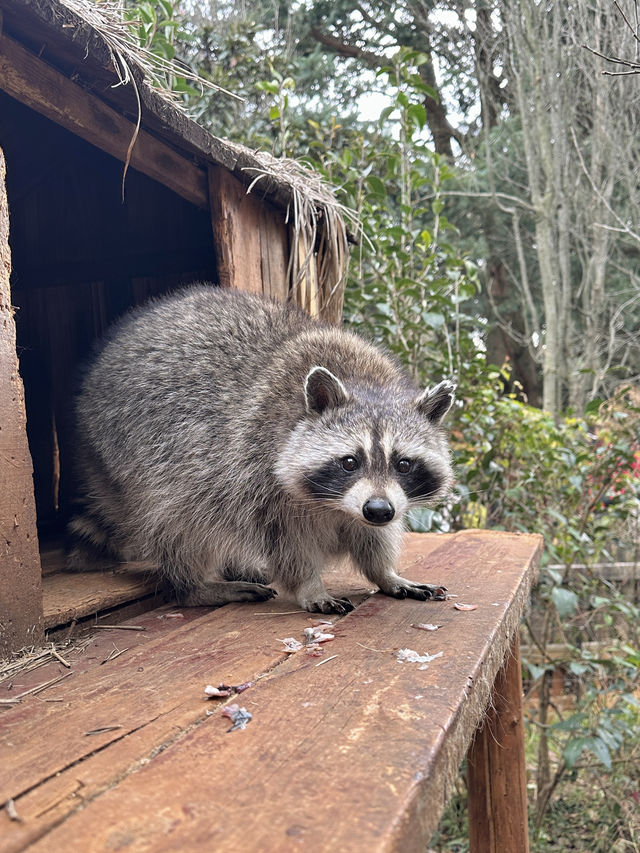 雲南野生動物園！超詳細攻略！