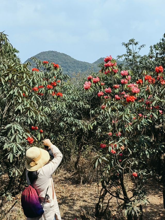 畢節百里杜鵑，又被稱為“世界上最大的天然花園”，享有“地球彩帶、世界花園”之美譽，每年花期（3-5月，其中3月底到4月初是最佳觀賞時間）各種杜鵑花競相怒放，漫山遍野，五彩繽紛，看上去就像一片天然的杜鵑花海