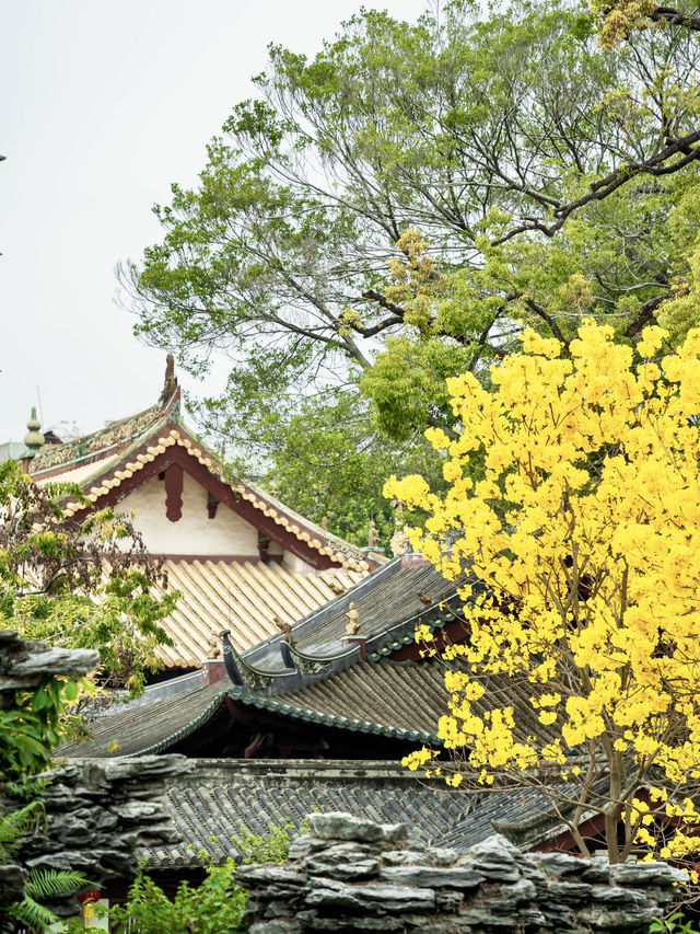 太開心了，光孝寺裡居然也有黃花風鈴木