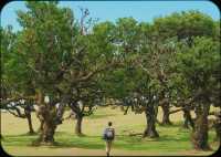 그래요. 포르투갈에서 가장 신비로웠던 숲🌳
