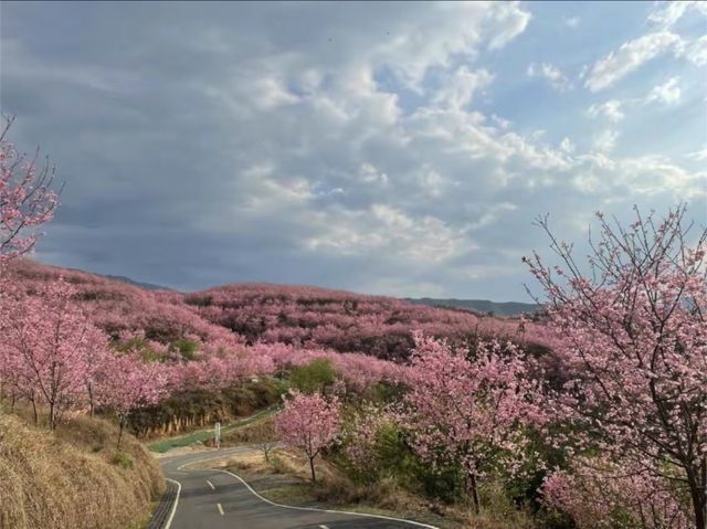 中國：世界三大賞櫻聖地我已經在福建預約了櫻花盛宴