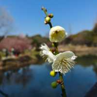 賞梅踏青＿無錫梅園