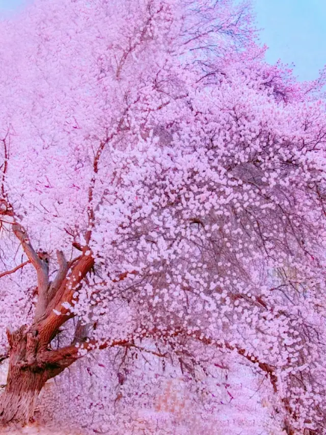 The romance of Southern Xinjiang begins with the apricot blossoms of the Pamir Plateau