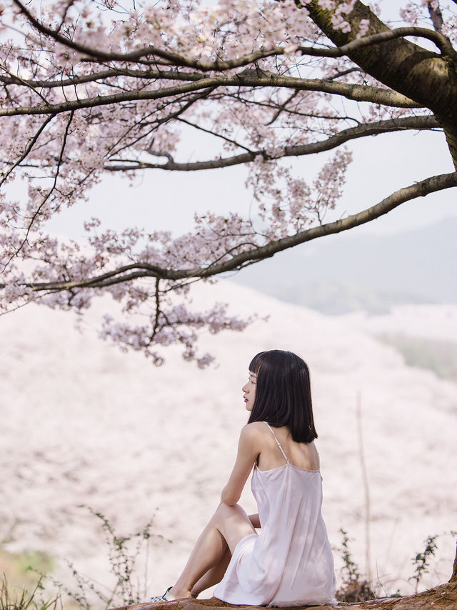 找到了🌸現實版東方青蒼的七情樹開花了