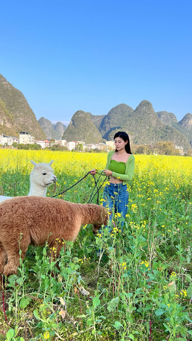 到陽朔住宿，一定要去見可愛的小羊駝呀