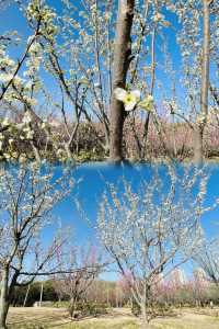 鄭州踏春好時節｜西流湖公園梅花正當時