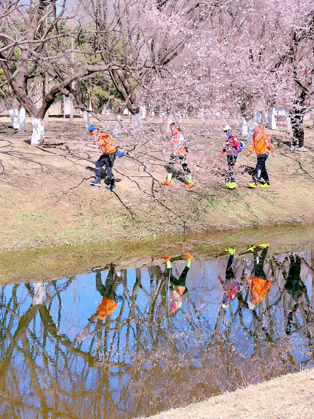 奧森北園賞桃花