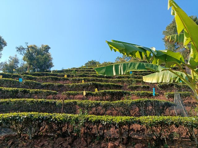 茶馬古道景區