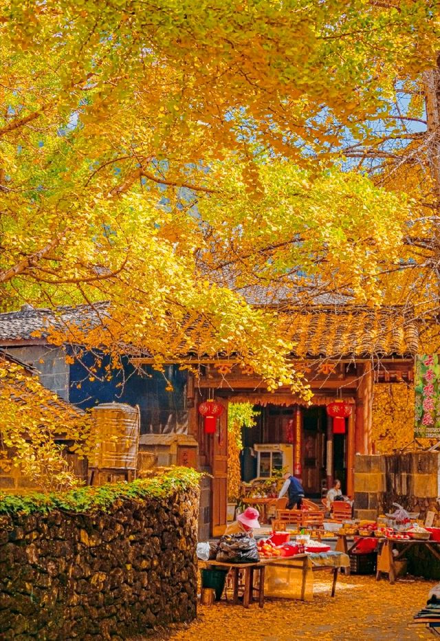 雲南騰沖看銀杏，享受金色童話世界，過最浪漫的秋天