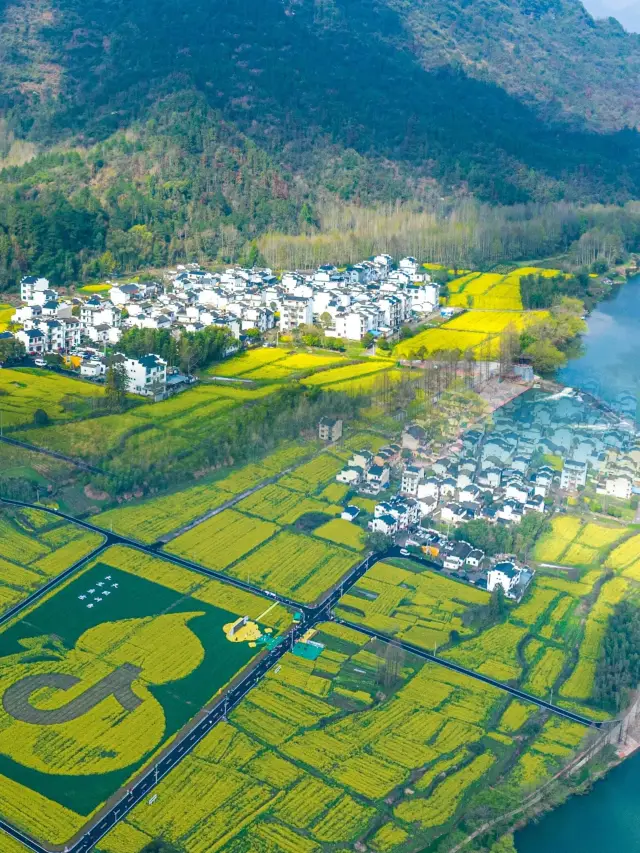 Take the chance to go while it's less crowded, as the rapeseed flower sea here has already entered its full bloom