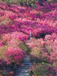 錯過等一年 武漢滿山杜鵑進入盛花期