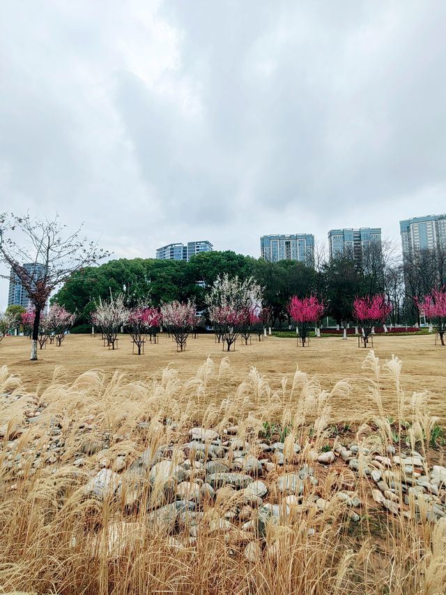 義烏梅湖體育中心，梅花枝上春如海