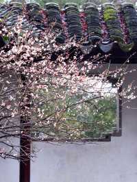 蘇州賞梅地圖，可園梅花正在盛放！