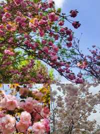 春有約，花不誤，年年不相負-四川賞花攻略